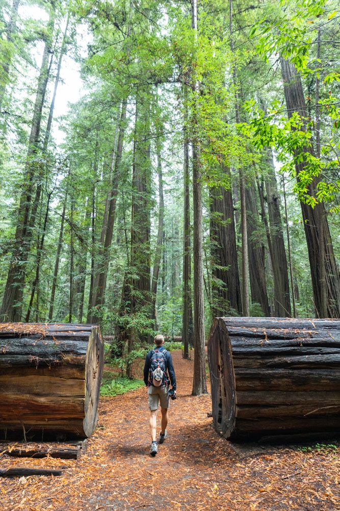 Tim Avenue of the Giants