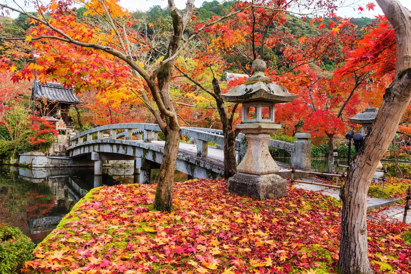 Fall Colors Kyoto