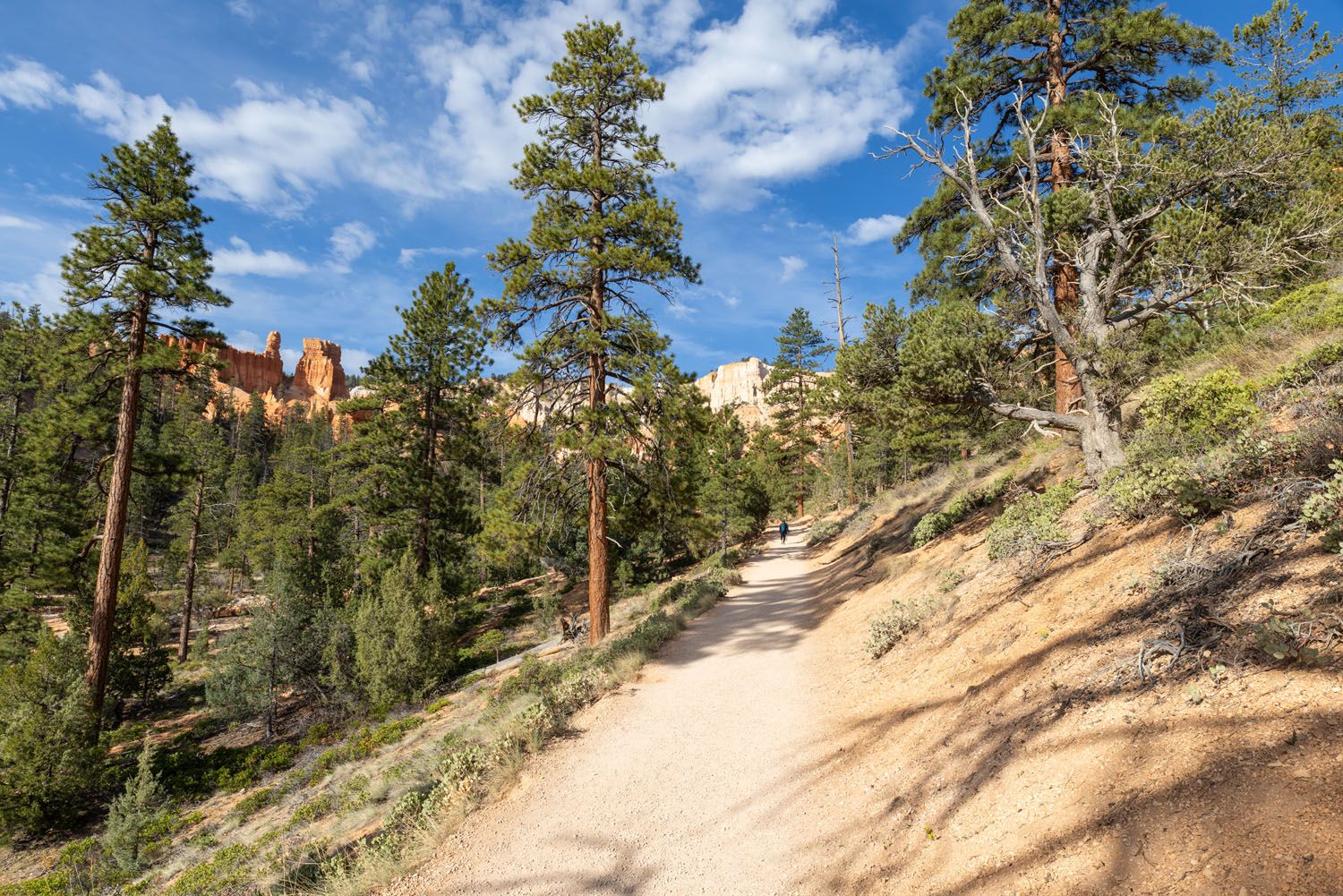 Forest Trail Bryce Canyon