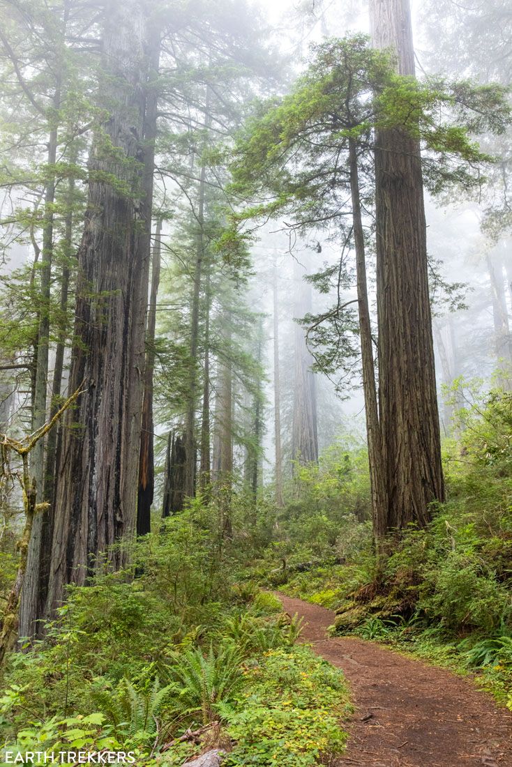 Damnation Creek Trail on a foggy morning