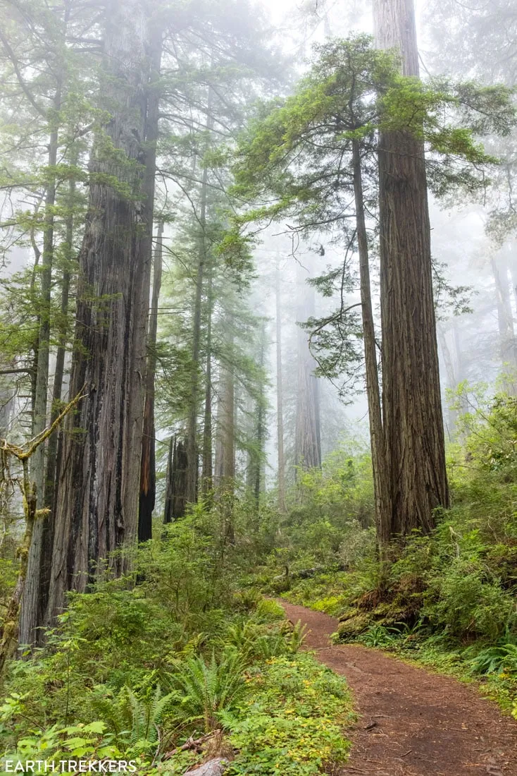 Damnation Creek Trail on a foggy morning