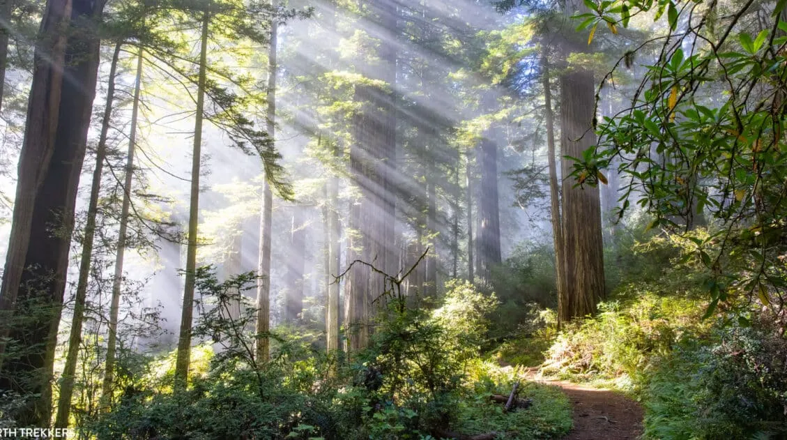 Damnation Creek Trail Photo