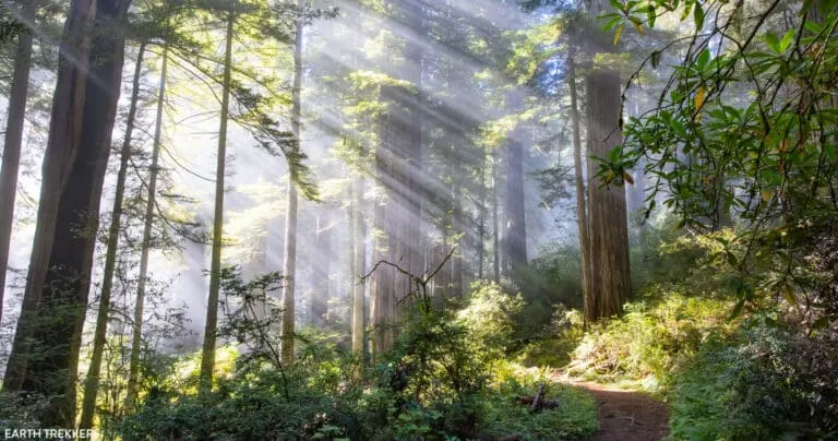 Damnation Creek Trail Photo