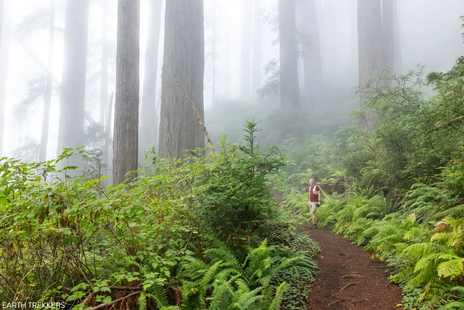 Photo of the Damnation Creek Trail with morning fog