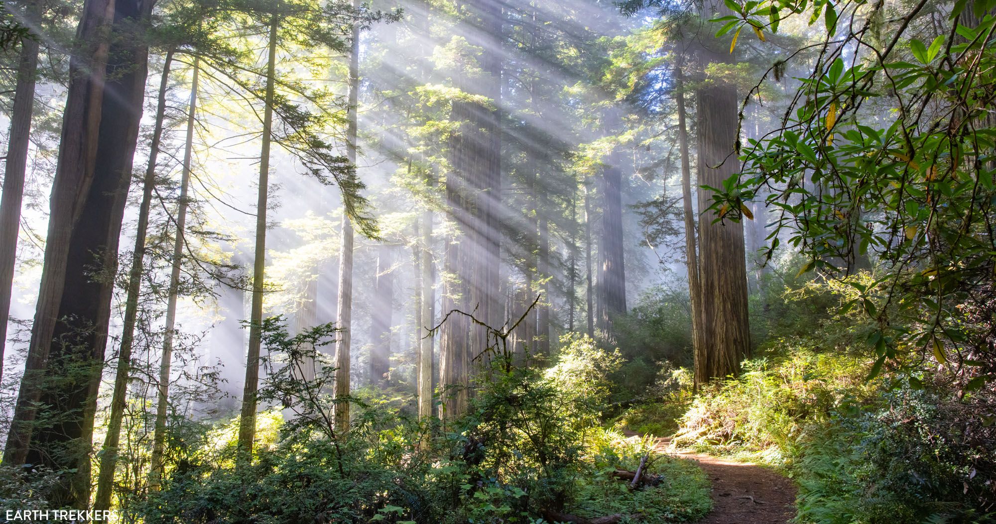 Damnation Creek Trail Photo