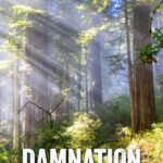 How to hike the Damnation Creek Trail in Del Norte Coast Redwoods State Park, California.