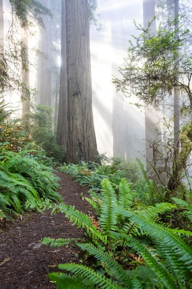 Damnation Creek Trail Sun and Fog