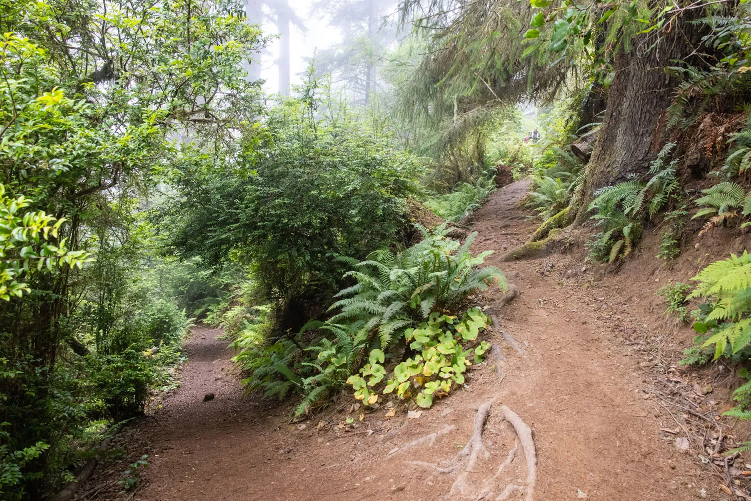 Damnation Creek Trail Switchbacks