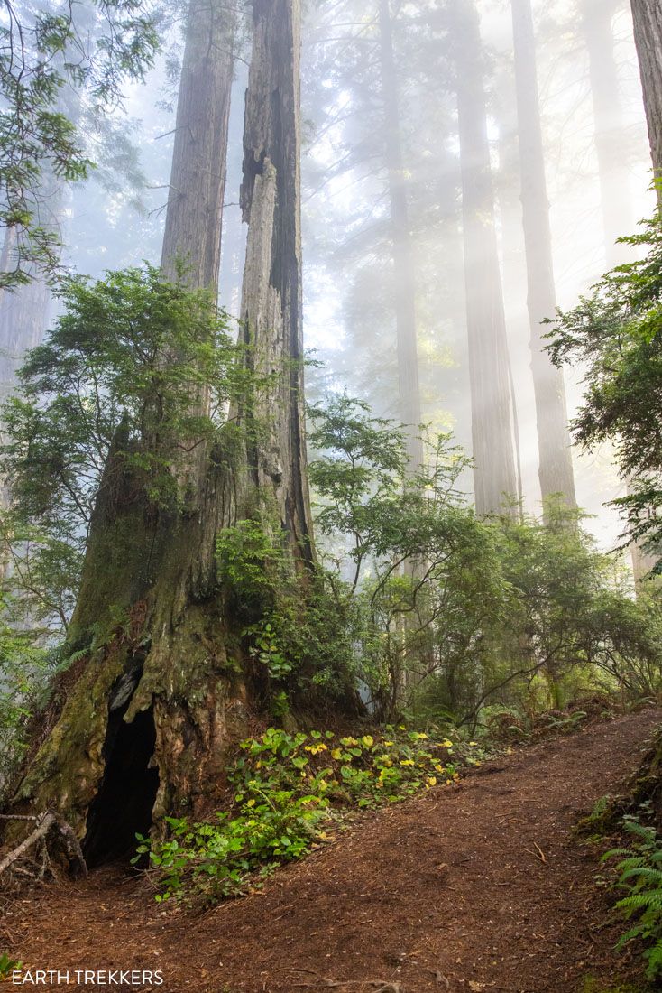 Del Norte Coast Redwoods Sun and Fog
