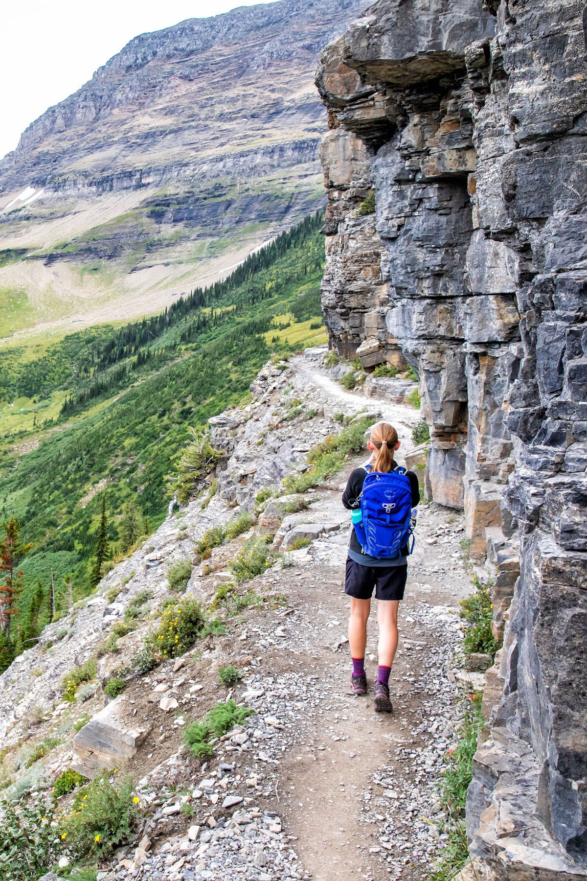 The cliff edge section of the Highline Trail Glacier NP