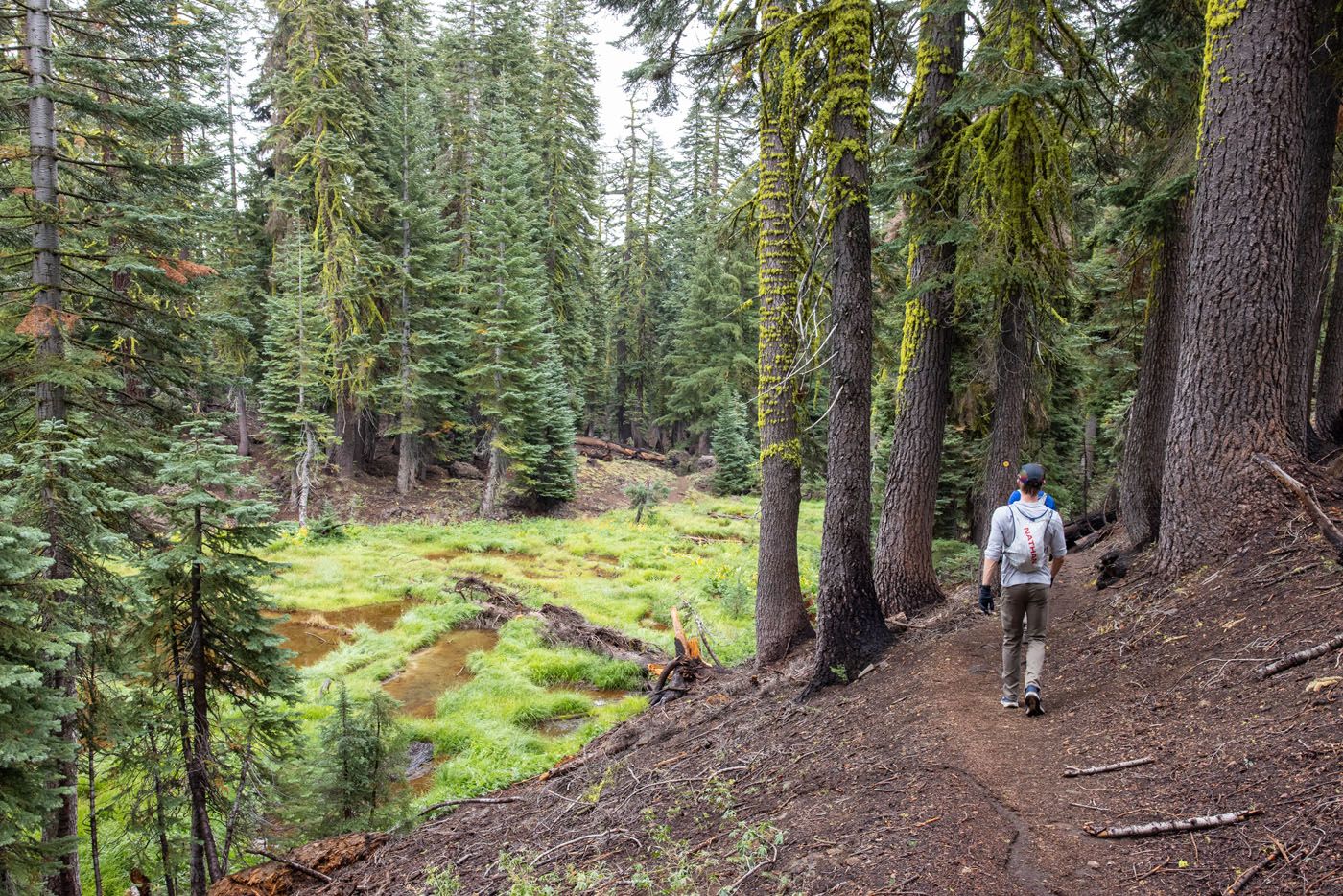 Hiking Brokeoff Mountain, photo of the trail through the forest
