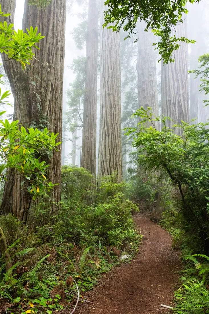 Hiking trail in Del Norte Coast Redwoods State Park