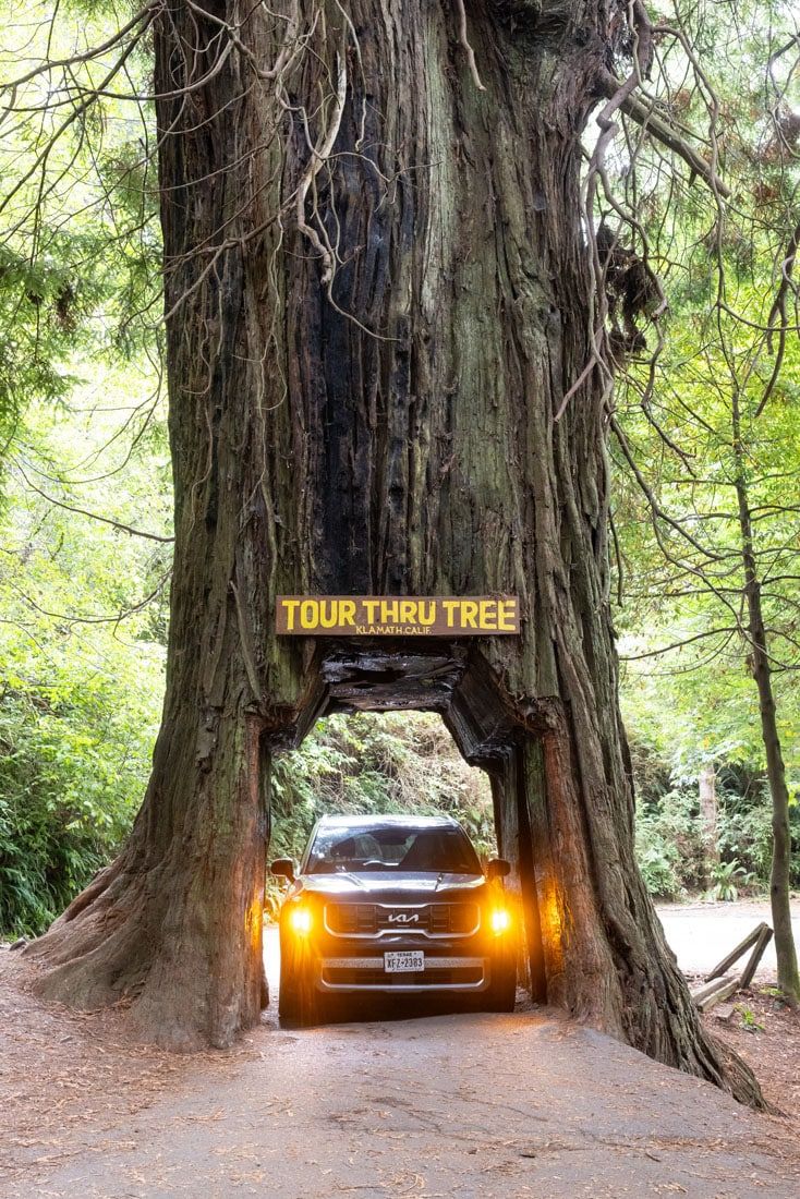 Klamath Thru Tree