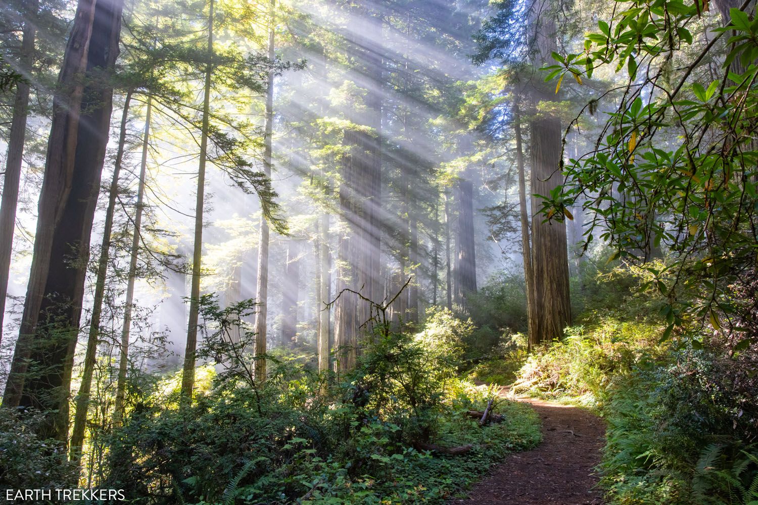 Redwood National and State Parks Photo, Del Norte Coast Redwoods