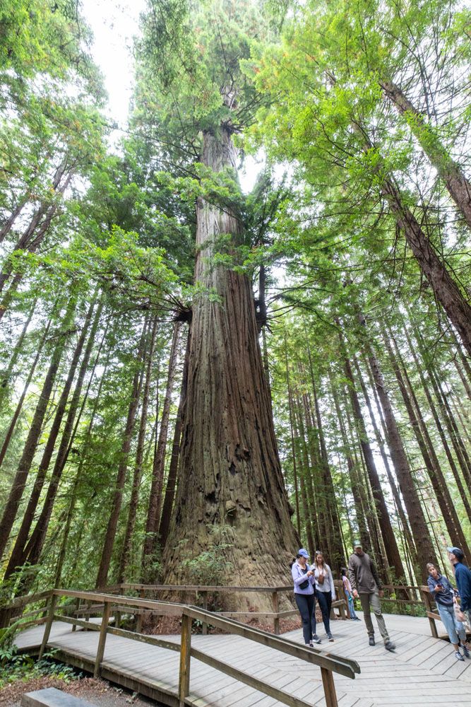 Trees of Mystery