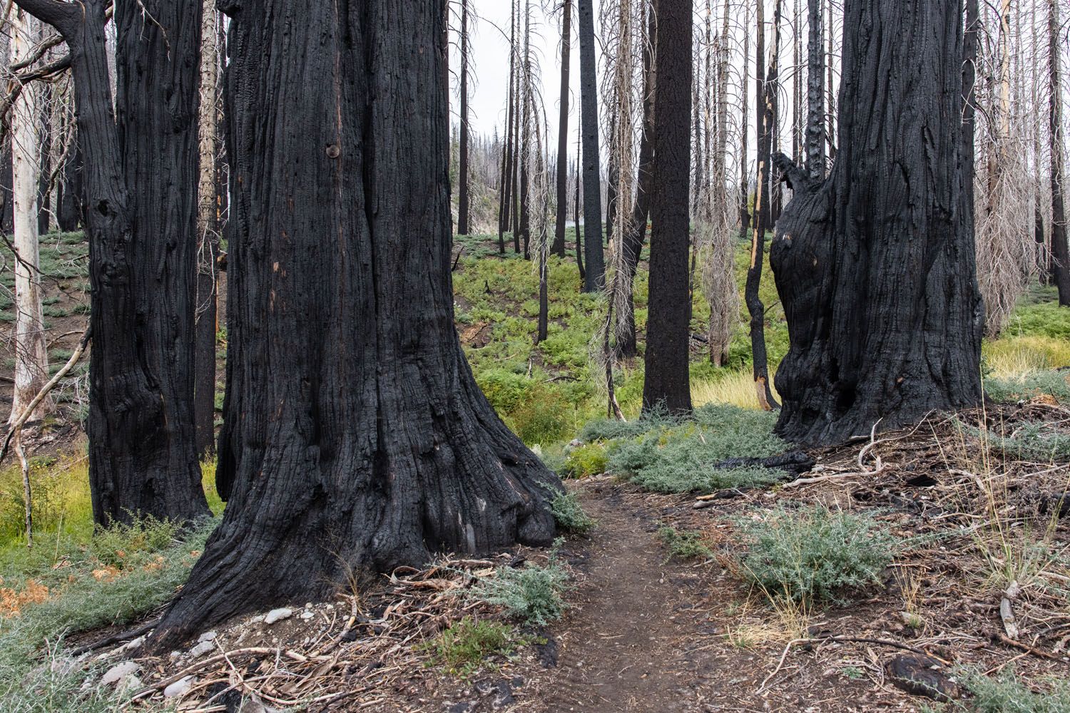 Warner Valley Burned Forest