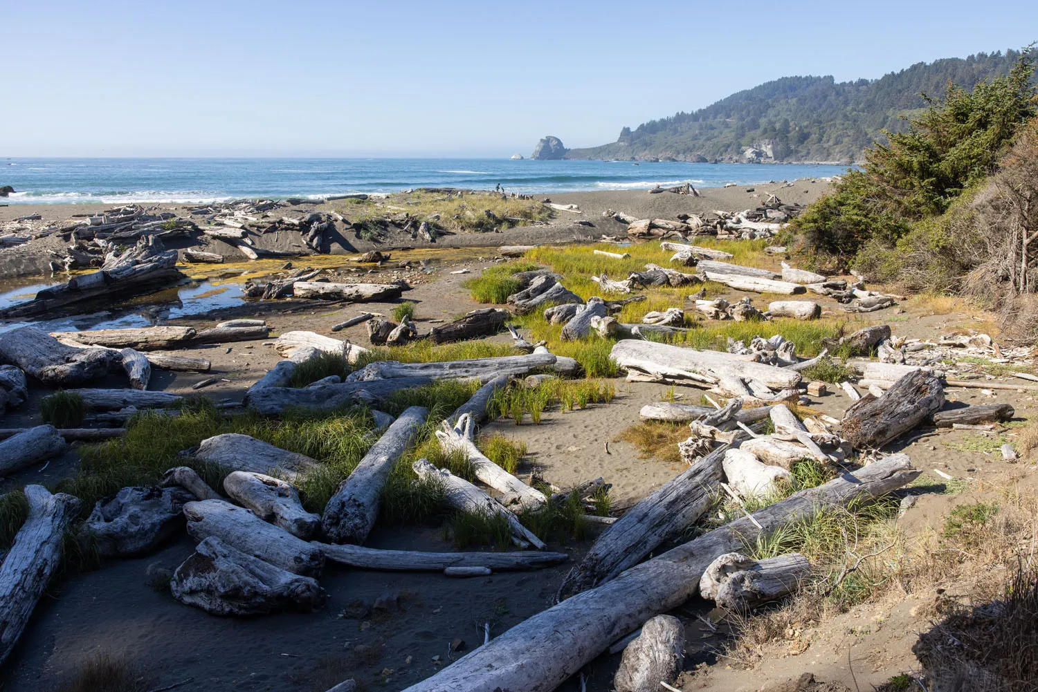 Yurok Loop Trail Driftwood