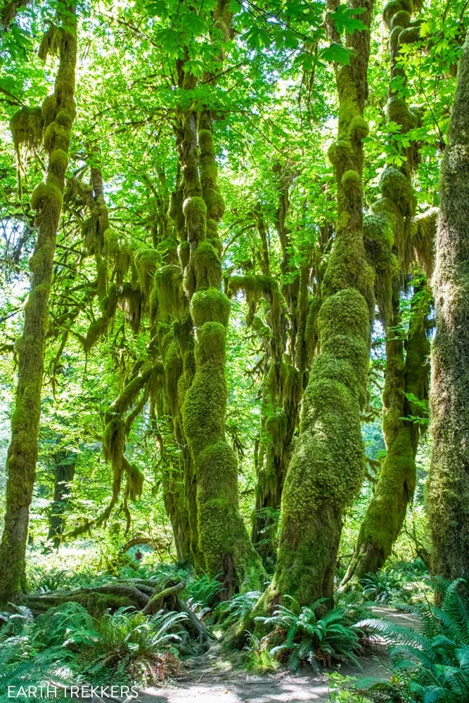 Hoh Rain Forest Olympic National Park