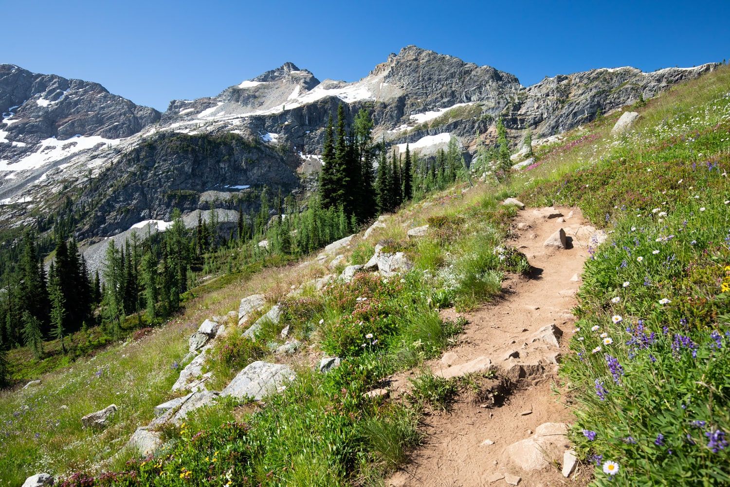 Maple Pass Loop Wildflowers in Summer