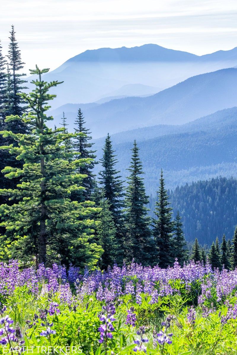 Olympic National Park in Morning