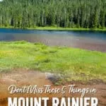 Best things to do in Mount Rainier National Park. Visit Paradise, Sunrise, hike the Skyline Trail, hike to the fire lookouts, walk the Grove of the Patriarchs.
