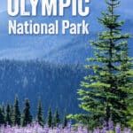 Best things to do in Olympic National Park: Hurricane Ridge, Hoh Rainforest, Shi Shi Beach, Ruby Beach, La Push Beaches, Mount Storm King, Lake Crescent.