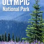 Best things to do in Olympic National Park: Hurricane Ridge, Hoh Rainforest, Shi Shi Beach, Ruby Beach, La Push Beaches, Mount Storm King, Lake Crescent.