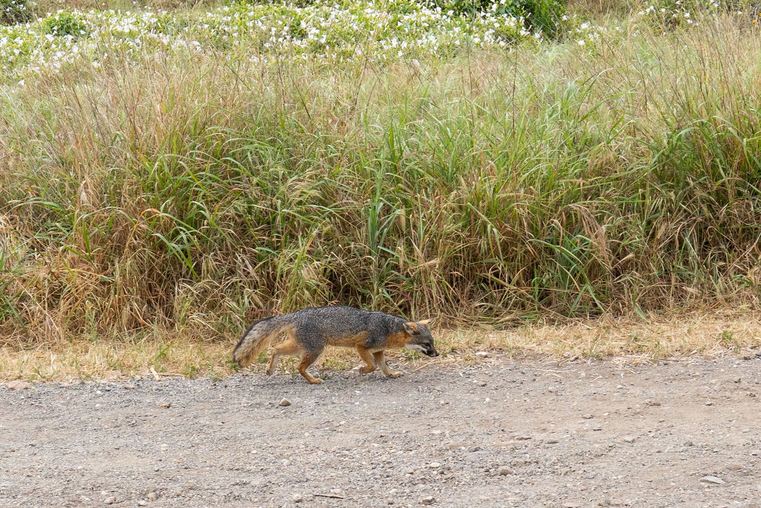 Channel Islands Island Fox