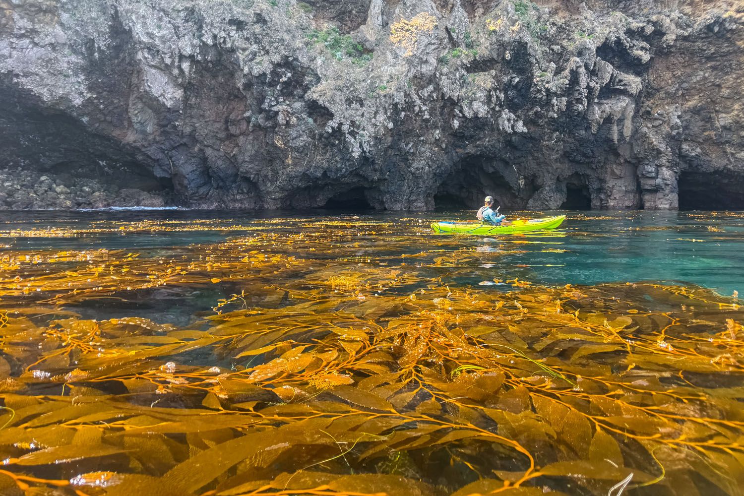 Channel Islands Kelp Forest