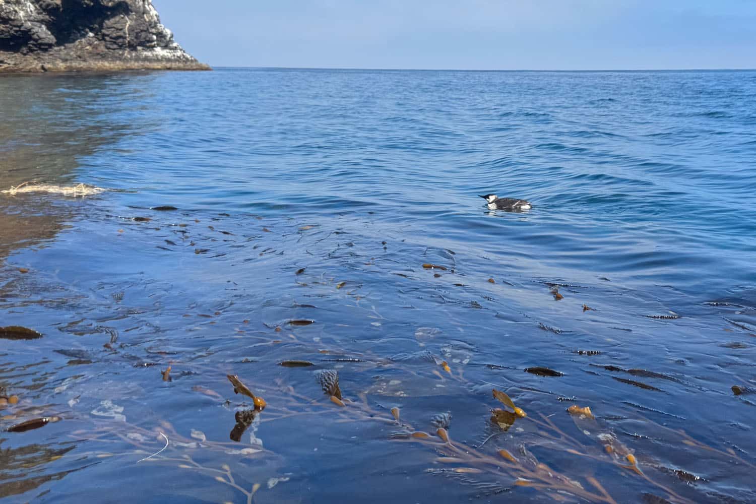 Common Murre Channel Islands