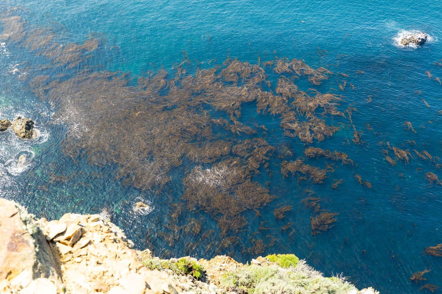 Kelp Forest Channel Islands photo taken at Cavern Point