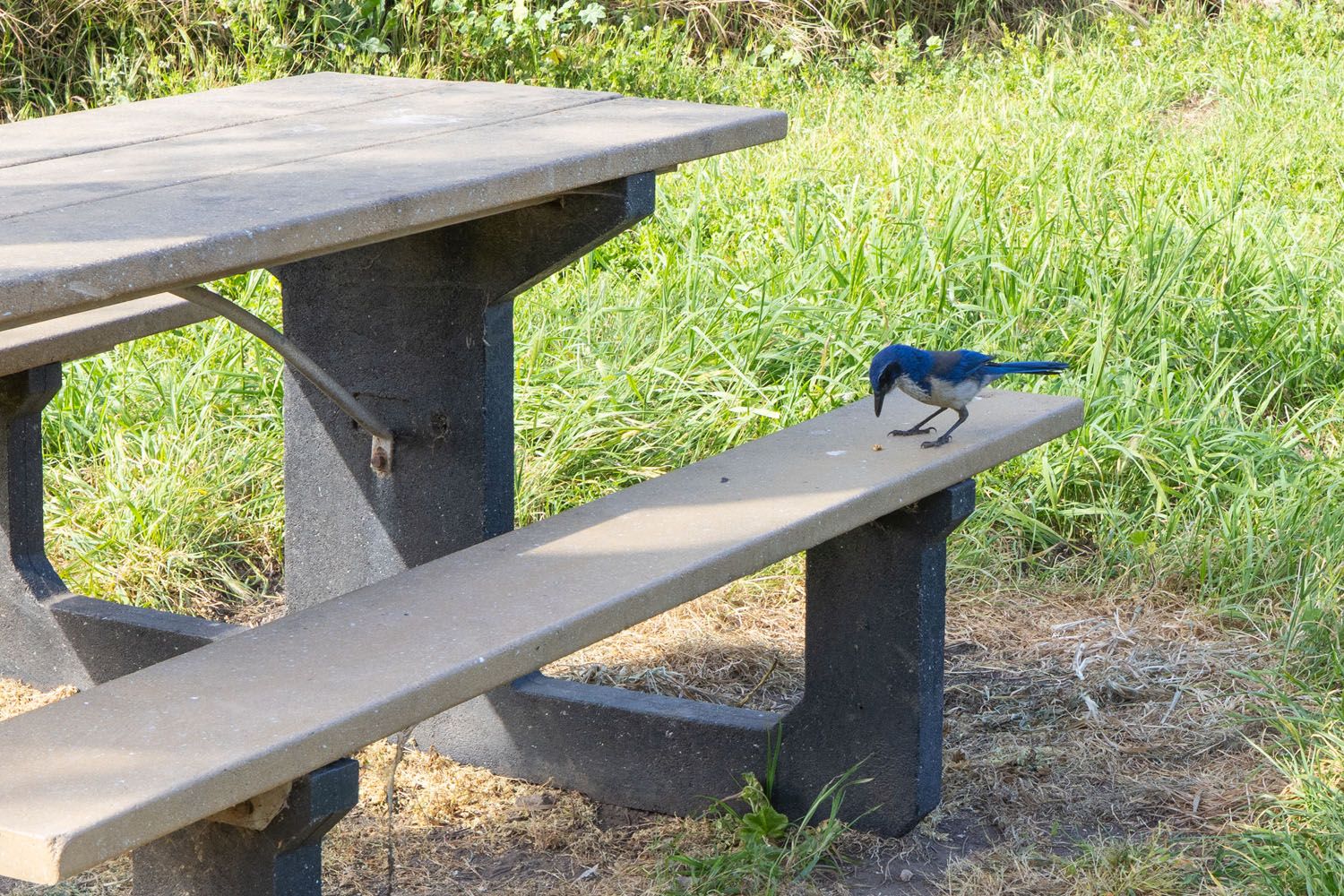 Santa Cruz Island Scrub Jay
