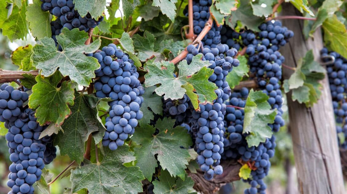 Wine Regions in the World