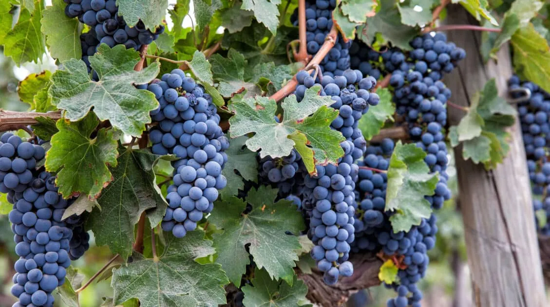 Wine Regions in the World
