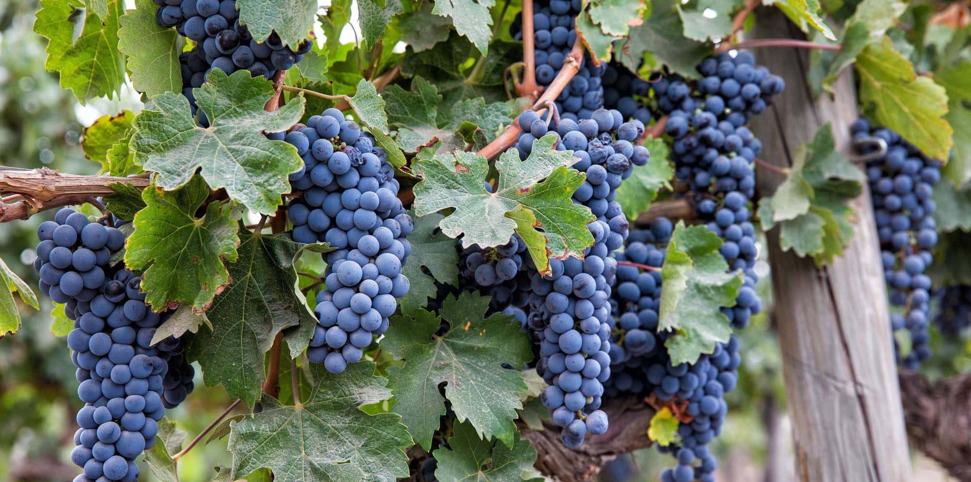 Wine Regions in the World