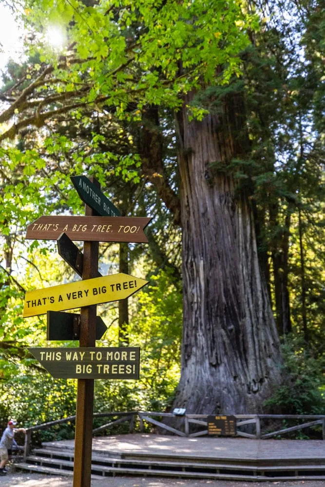 Big Tree Wayside Redwoods