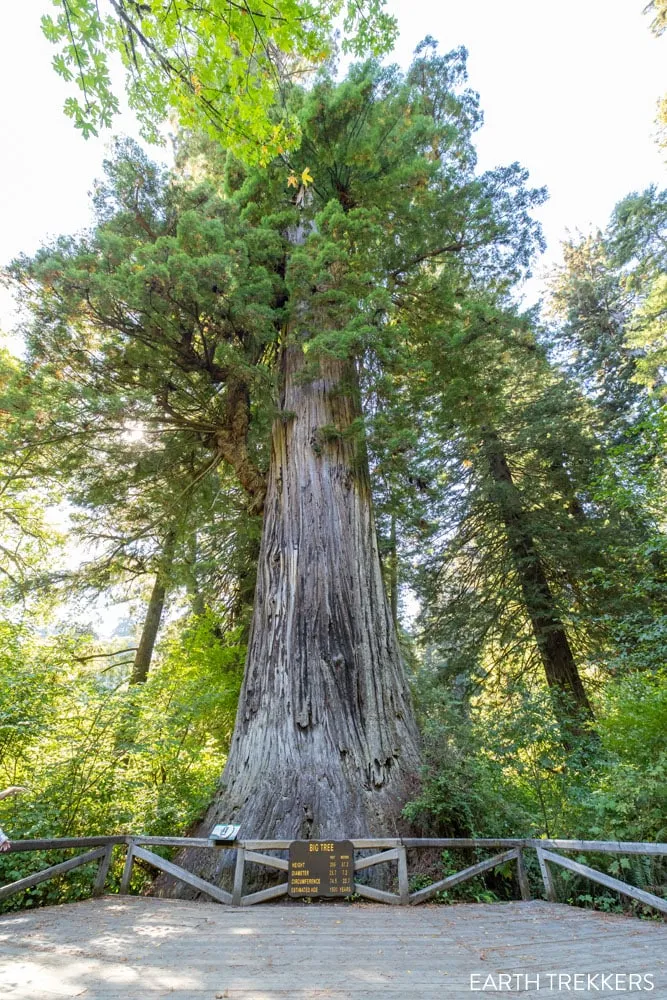 Big Tree Wayside