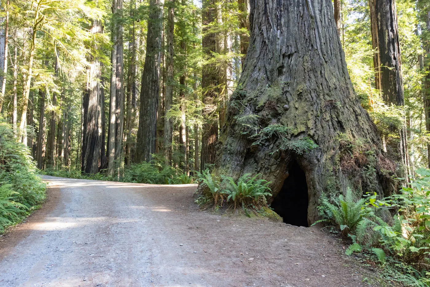 Cal Barrel Road
