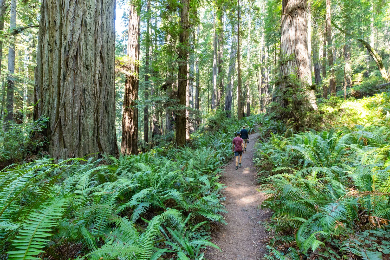 Cathedral Trees Trail