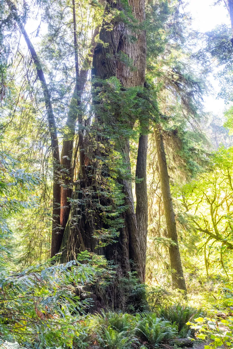 Corkscrew Tree in Prairie Creek Redwoods