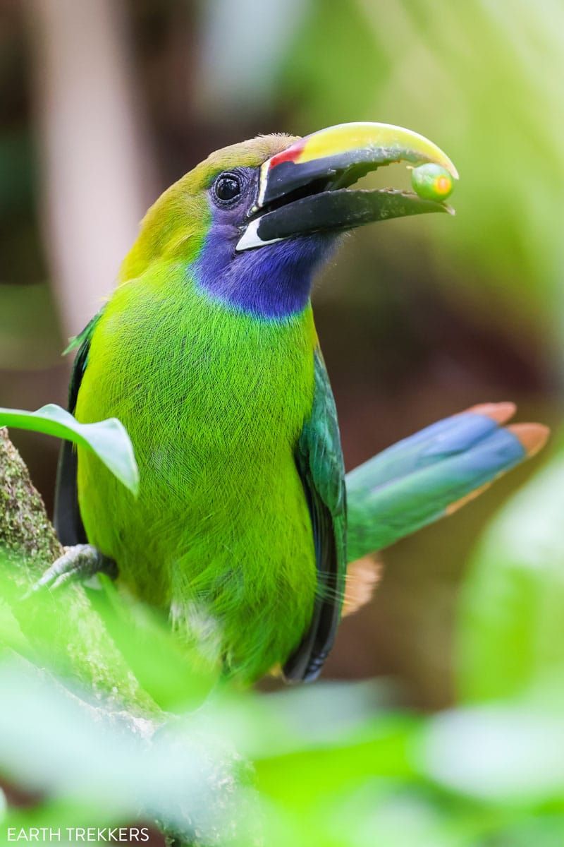 Emerald Toucanet Costa Rica
