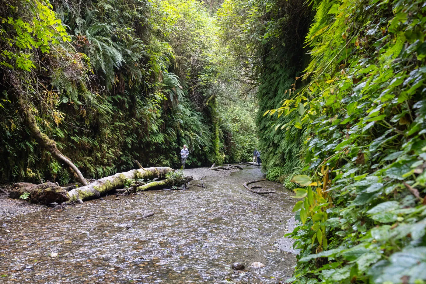 Fern Canyon