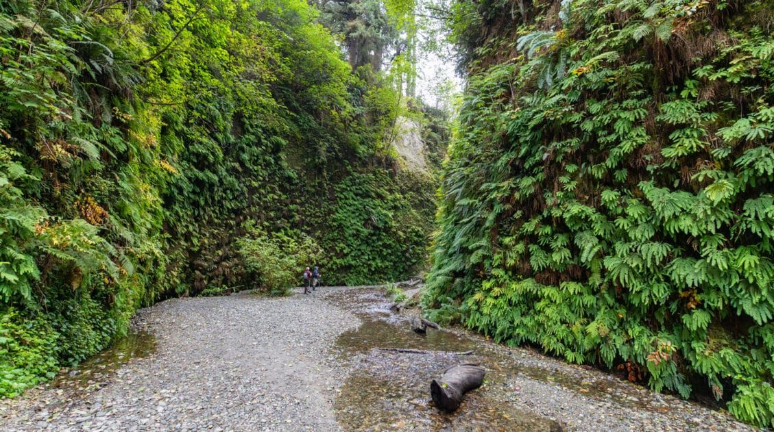 Fern Canyon Prairie Creek Redwoods