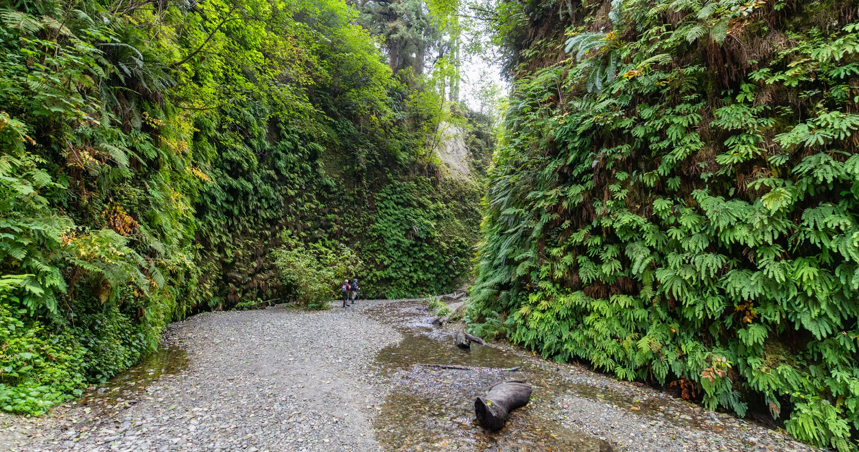 Fern Canyon Prairie Creek Redwoods