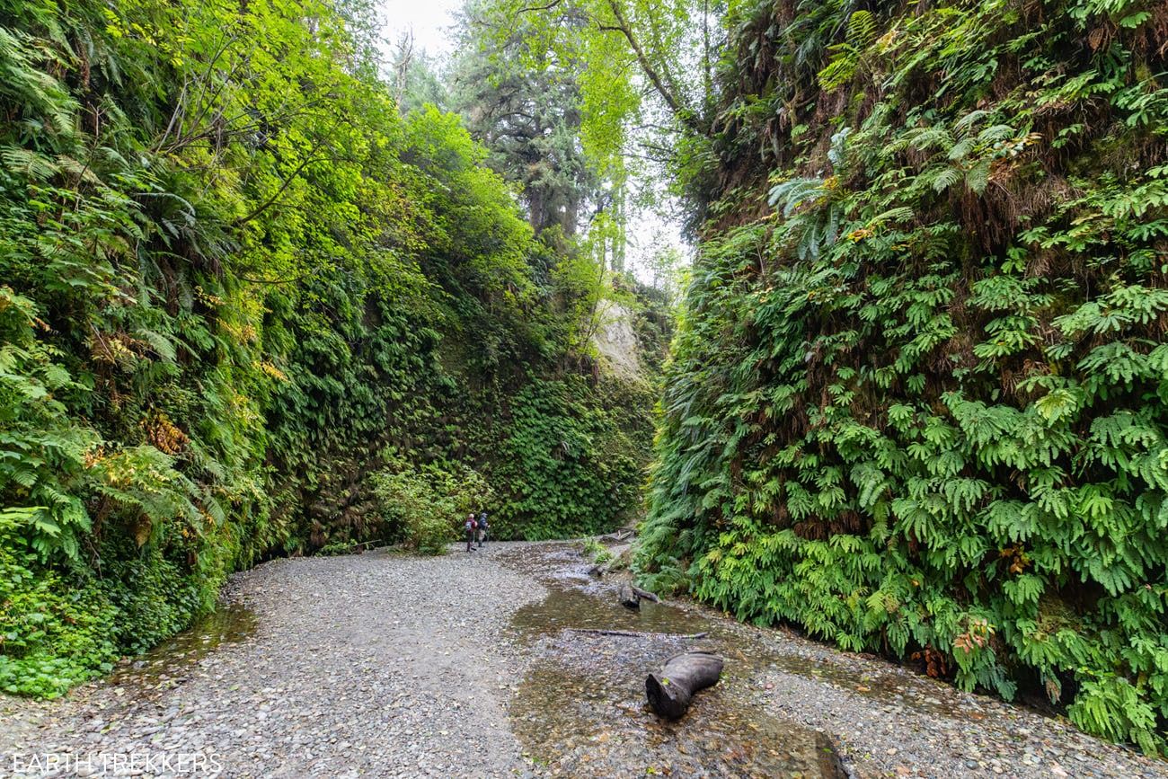Fern Canyon Redwoods California