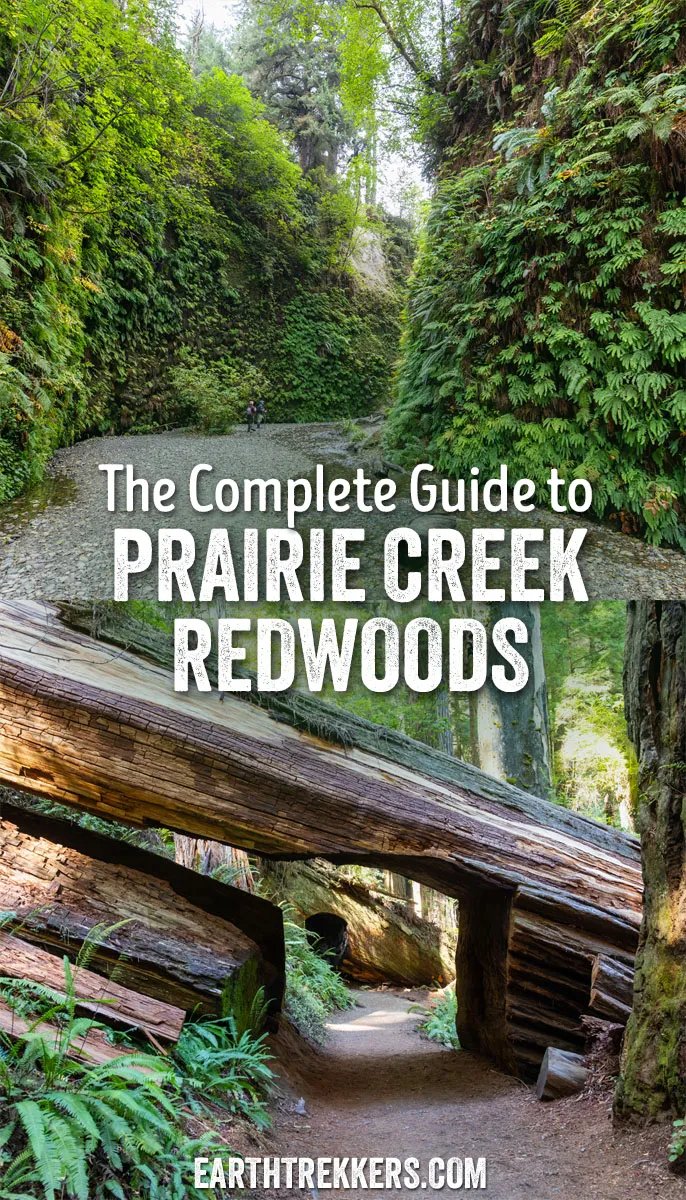 Best things to do in Prairie Creek Redwoods State Park: Big Tree Wayside, Fern Canyon, Karl Knapp Trail, and more.