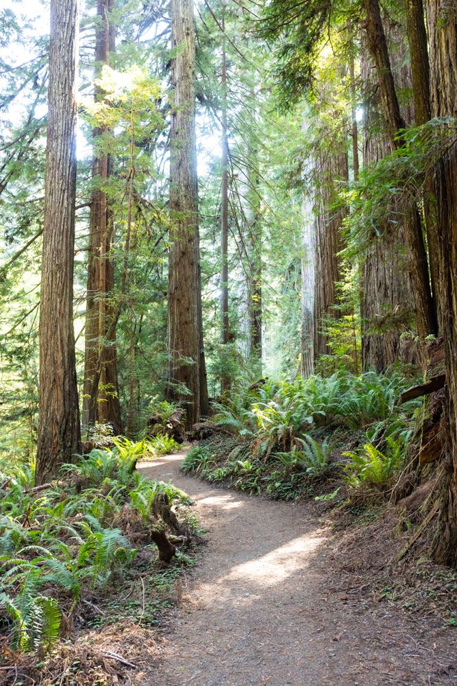 Prairie Creek Redwoods Photo