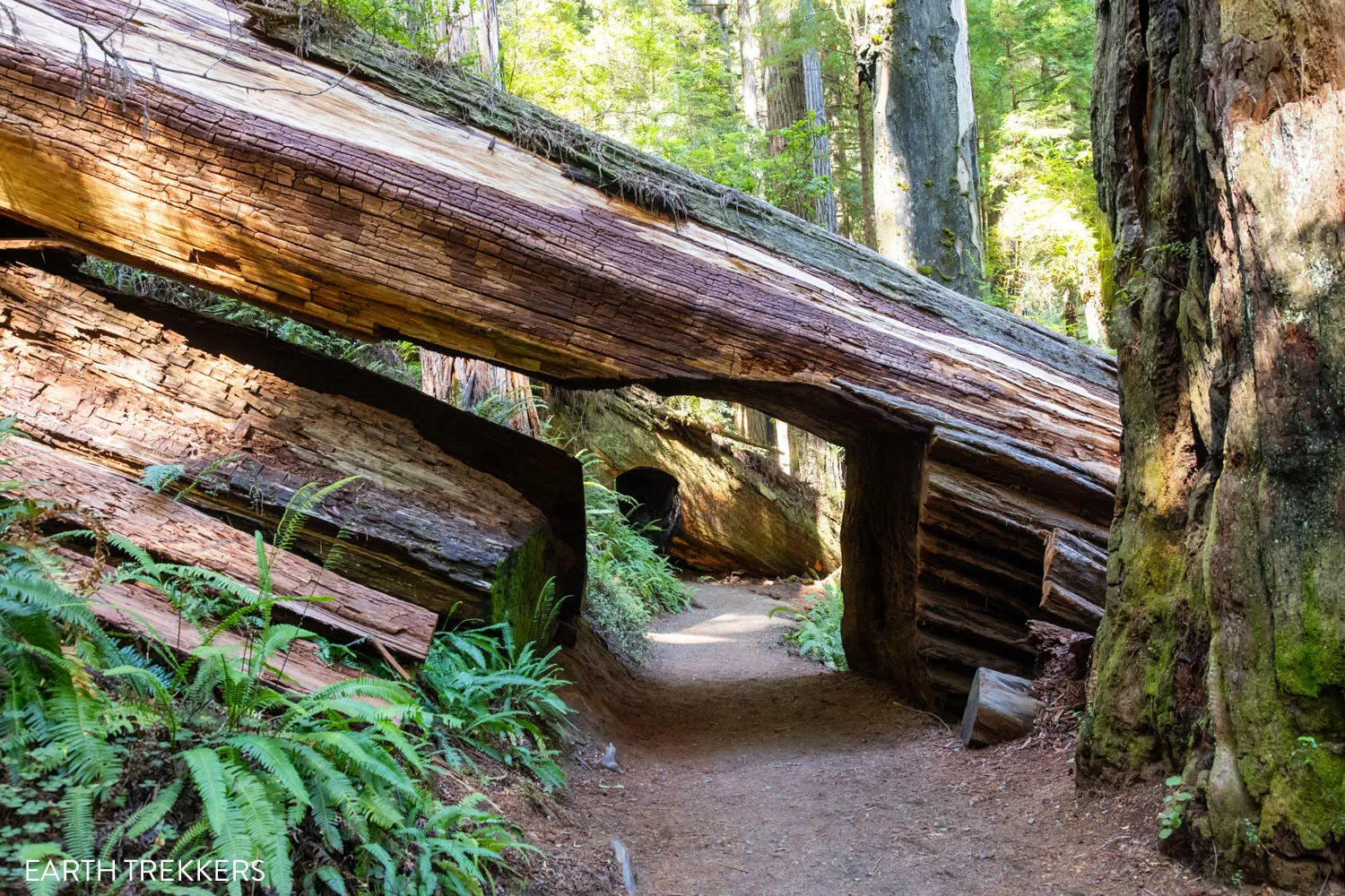 Prairie Creek Redwoods Tree Tunnel