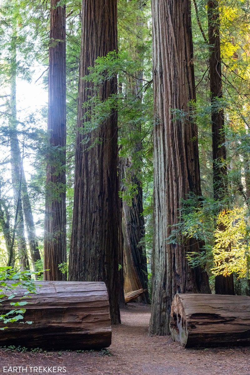 Redwood National Park