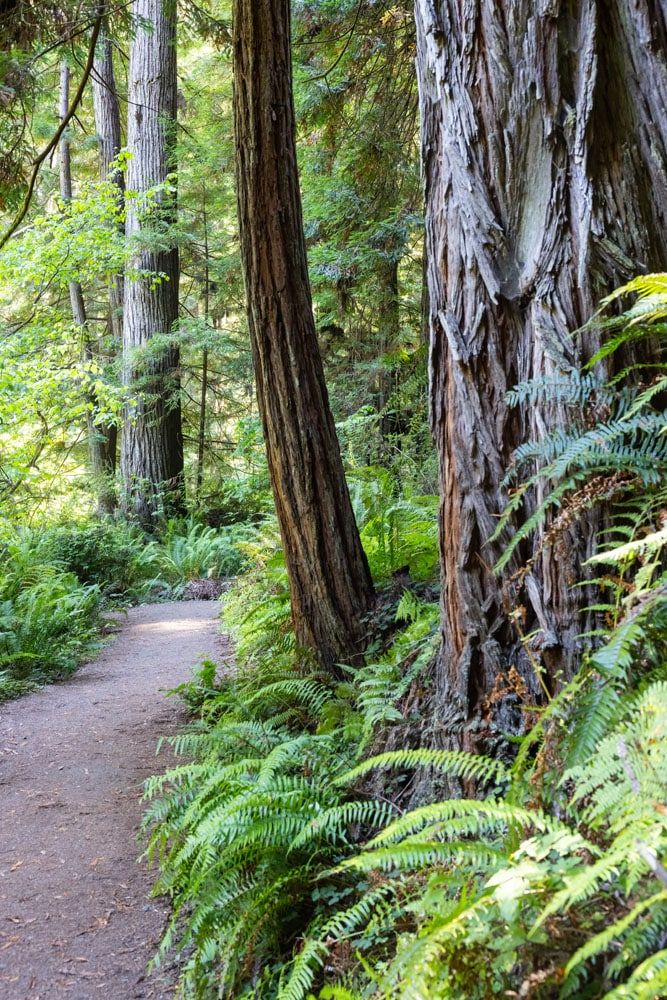 Redwoods Hiking Trail